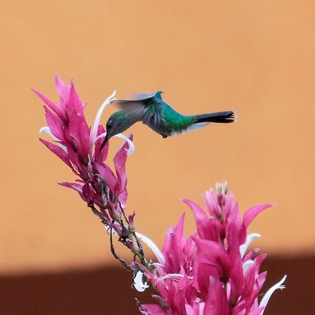 Finca Jardin Del Agua Сасайма Екстериор снимка