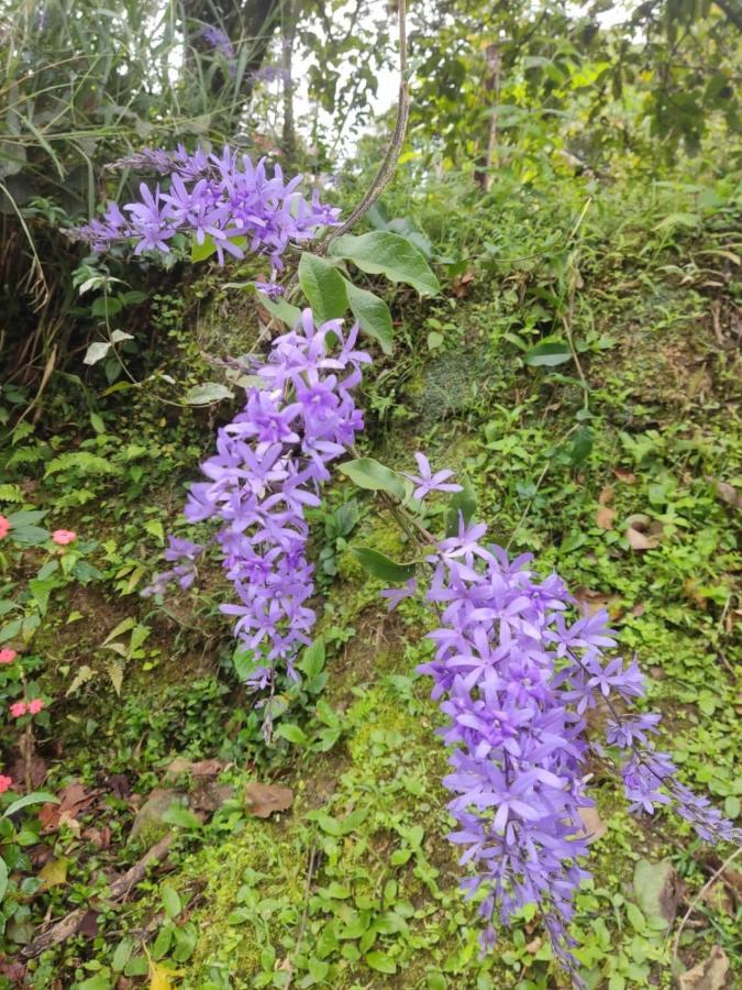 Finca Jardin Del Agua Сасайма Екстериор снимка