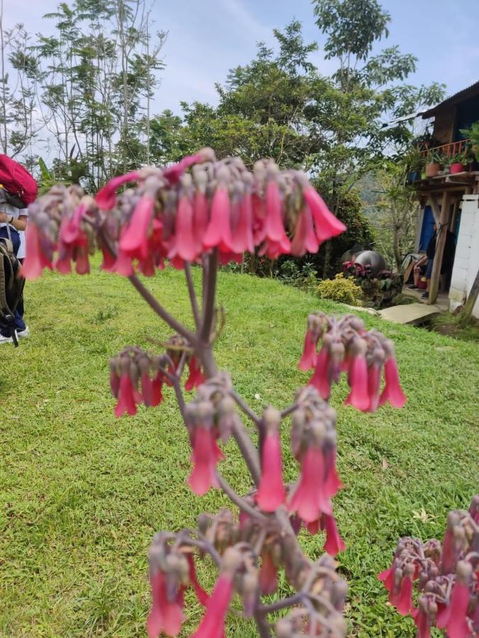 Finca Jardin Del Agua Сасайма Екстериор снимка
