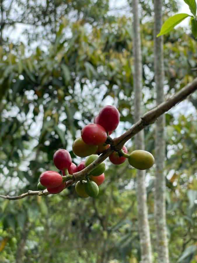 Finca Jardin Del Agua Сасайма Екстериор снимка