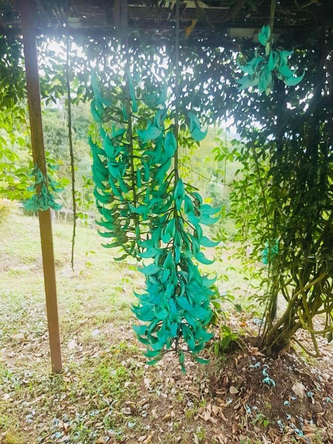 Finca Jardin Del Agua Сасайма Екстериор снимка